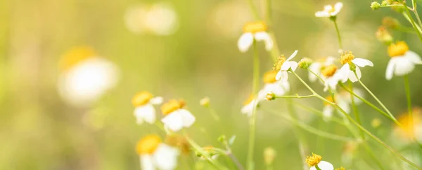 Крупним Планом Трава Біла Квітка Жовтим Пилком Під Сонячним Світлом — стокове фото