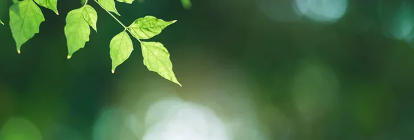 Primer Plano Hermosa Vista Naturaleza Hoja Verde Sobre Fondo Vegetación —  Fotos de Stock