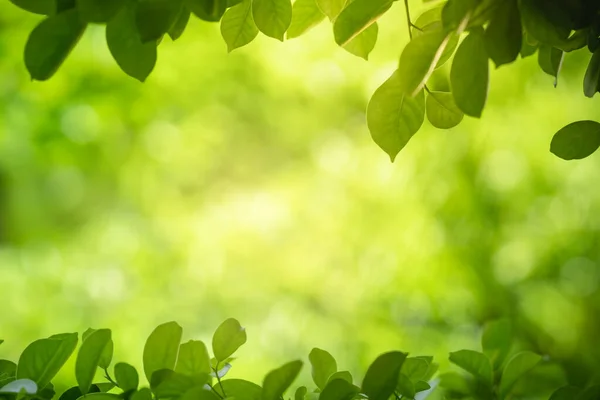 Closeup Beautiful Nature View Green Leaf Blurred Greenery Background Garden — ストック写真