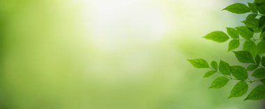 Fotokopi alanı arka plan kapağı konseptini kullanarak bahçedeki bulanık yeşil arkaplan üzerinde güzel doğa manzaralı yeşil yaprak yakın plan.