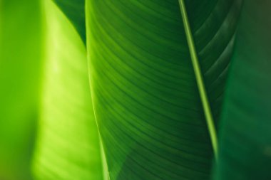 Abstract nature green blurred background nature leaf on greenery background in garden with copy space using as background wallpaper page concept.i