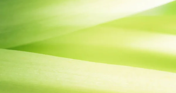 Closeup Abstract Nature Green Blurred Background Nature Leaf Greenery Background — стоковое фото