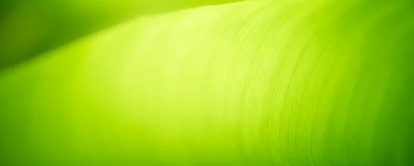 Absztrakt Természet Zöld Elmosódott Háttér Természet Levél Zöld Háttér Kertben — Stock Fotó