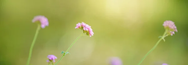 Крупним Планом Рожево Фіолетова Квітка Під Сонячним Світлом Використанням Простору — стокове фото