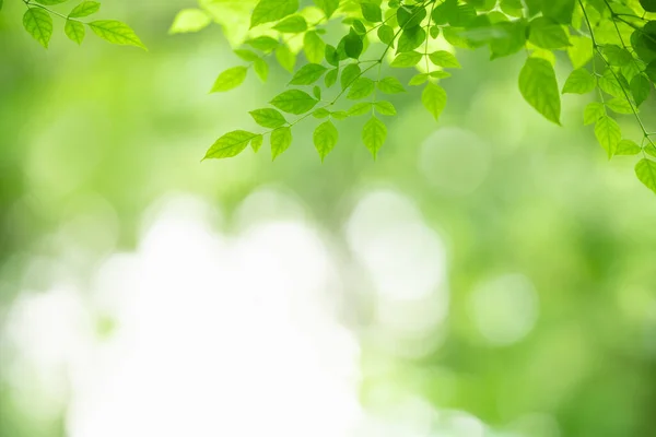 Närbild Vacker Natur Grönt Löv Suddig Grönska Bakgrund Trädgården Med — Stockfoto