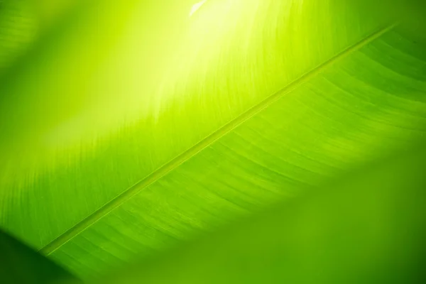 Abstract Nature Green Blurred Background Nature Leaf Greenery Background Garden — Zdjęcie stockowe