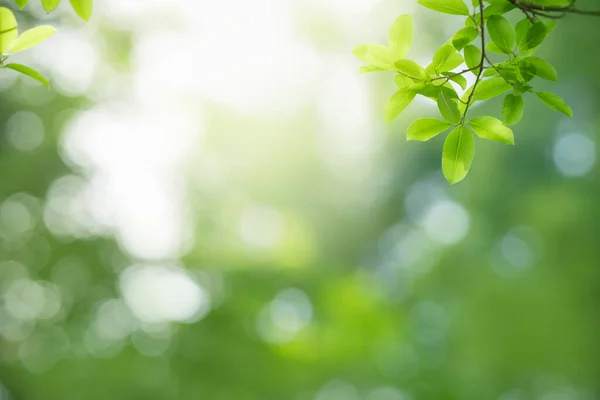 Κλείσιμο Του Όμορφη Θέα Στη Φύση Πράσινο Φύλλο Θολή Φόντο — Φωτογραφία Αρχείου