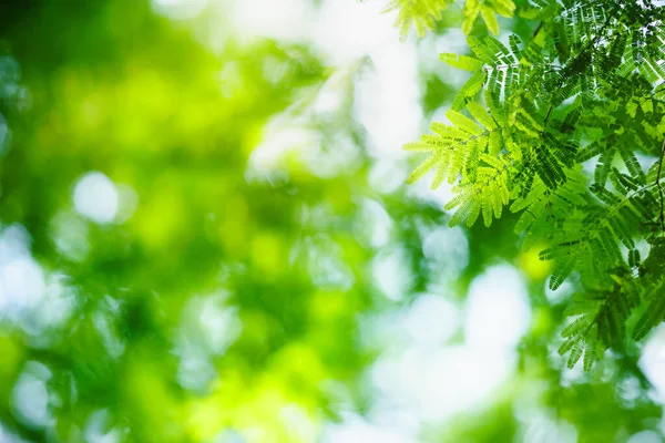 Närbild Vacker Natur Grönt Löv Suddig Grönska Bakgrund Trädgården Med — Stockfoto