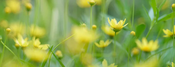 Крупним Планом Жовта Квітка Під Сонячним Світлом Зеленим Листям Природи — стокове фото