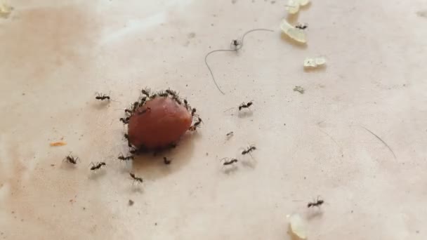 Μαύρα Μυρμήγκια Τρώνε Φιστίκια Timelapse Αποικία Full Κλιπ Κλιπς — Αρχείο Βίντεο