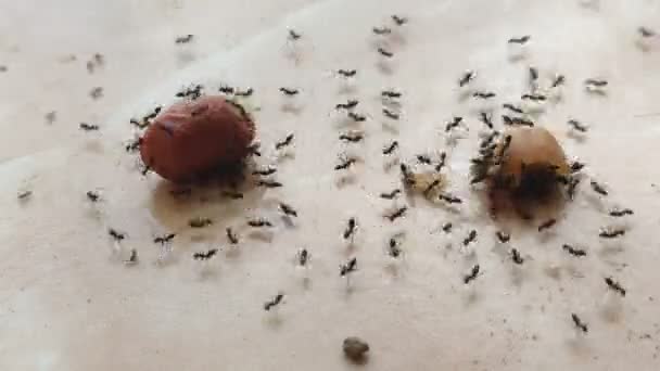 Black Ants Eat Peanuts Colony Timelapse Full Clips Clips — Vídeo de Stock