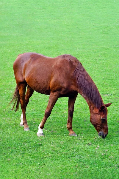 Cavalo Castanho Campo Verde Cavalo Castanho Pastar Amarrado Num Campo — Fotografia de Stock