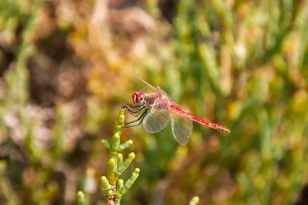 Canarino Libellula Rossa Lato Una Cima Della Pianta Chiamato Anche — Foto Stock