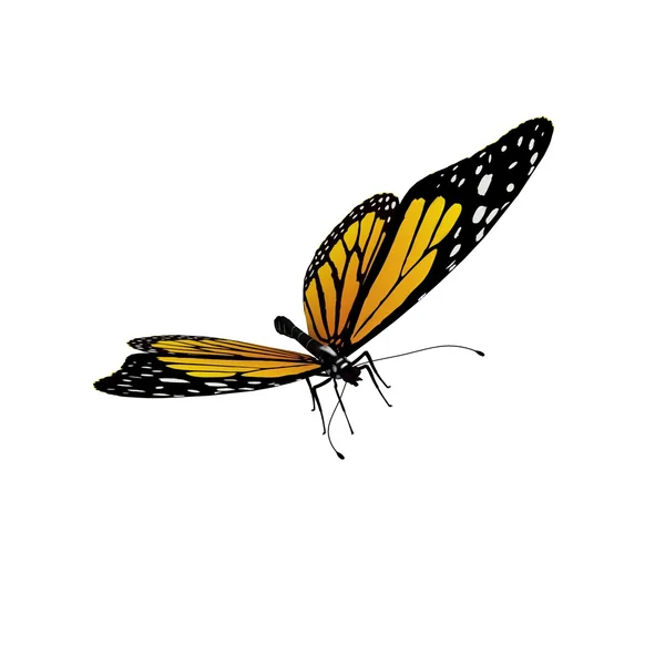 Flying butterfly isolated on white — Stock Photo © master3d 31992463