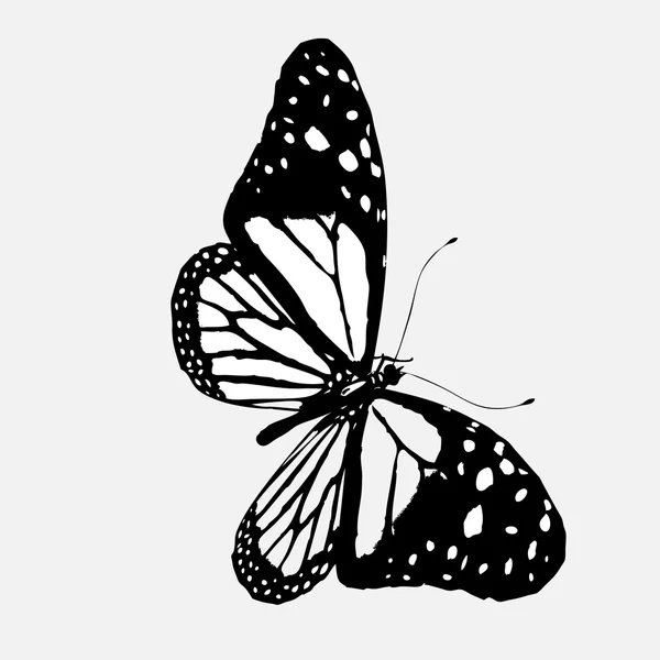 Schmetterlingssilhouette. — Stockfoto