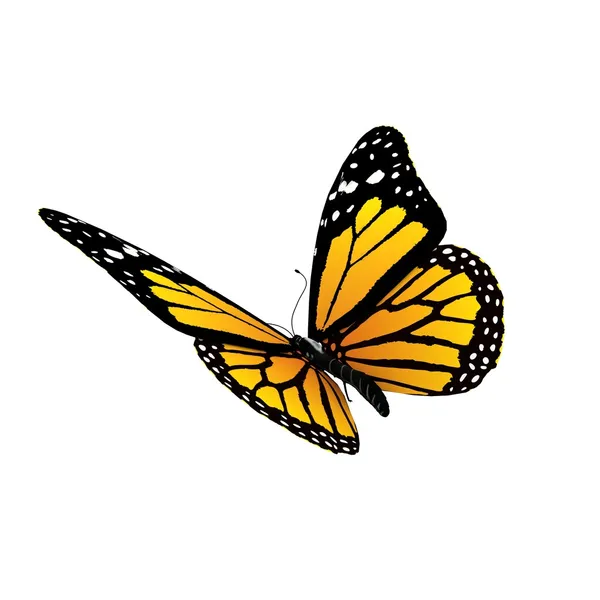 Vliegende vlinder geïsoleerd op wit — Stockfoto