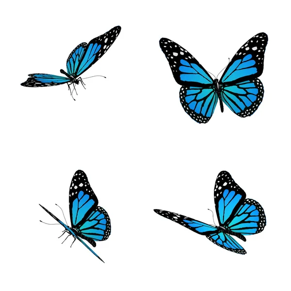 Mariposas azules —  Fotos de Stock