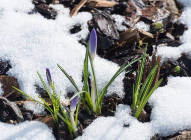 Kabuk ve kardan yemyeşil yapraklarla büyüyen mavi mor Crocus vernus tomurcuklarını kapatın. Bahçede bahar, kopyalama alanı