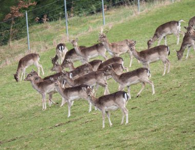 Geyik tarlasında çayırda otlayan bir grup cervus. Bahar otlağında kızıl geyik sürüsü.