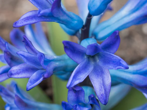 Крупный план, макро из голубого гиацинта, Hyacinthus orientalis в клумбе. Прекрасный весенний цветок с пышными зелеными листьями. Естественный фон. Селективная направленность, мелкая глубина резкости — стоковое фото