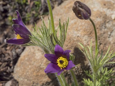 Pulsatilla pratensis 'in güzelliği, kayalık bahçedeki pasif çiçek. Çayır tarlasının mor çiçekleri, küçük tüylerle kaplı yonca yapraklı şakayık çiçekleri, ilk bahar çiçekleri. Seçici odak