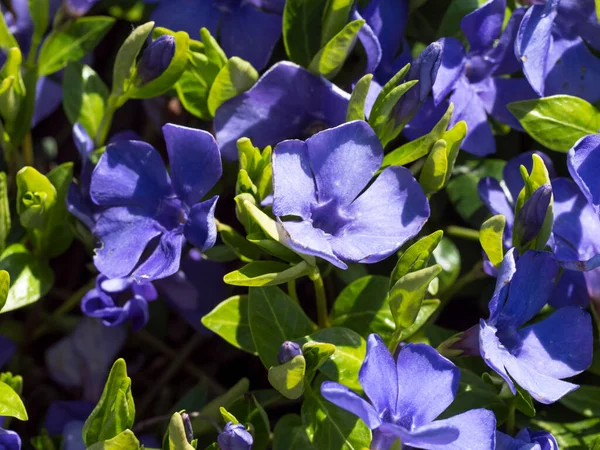 Close up beautiful blue flowers of vinca minor on background of green leaves in sunlight. Small periwinkle carpet on spring garden. Selective focud. Concept of nature for design — Stock Photo, Image