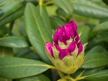 Tomurcukta açan pembe Rhododendron çiçeği, yeşil yapraklar arka plan, seçici odak