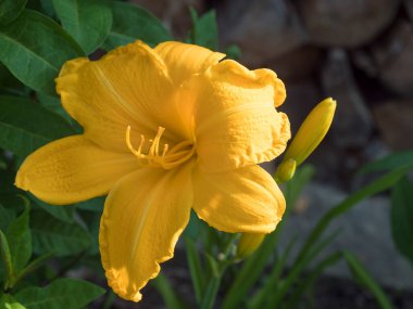 Gündüzün tek sarı çiçeği Hemerocallis lioasphodelus yakın plan çiçeği bulanık bahçenin arka planı, seçici odak.