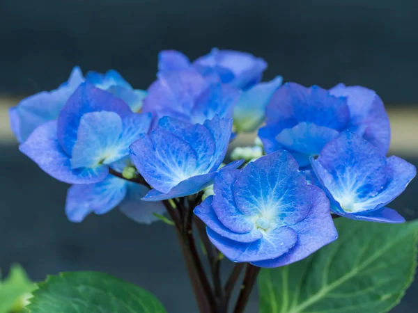 Close up macro of perfect blue Hydrangea flower, Hydrangea macrophylla blooming in a garden. Beautiful blossom hortensia flowers in bloom. Selective focus — Stock Photo, Image