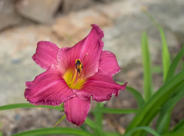 Cerca de una sola flor de color rosa púrpura oscuro de daylily, flor de primer plano Hemerocallis lilioasphodelus en el fondo del jardín borroso, enfoque selectivo. — Foto de Stock