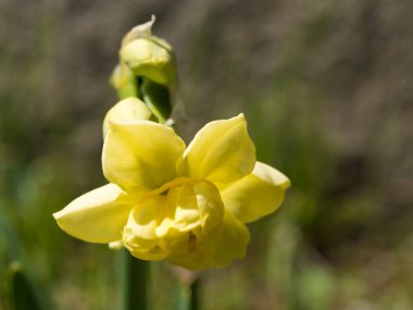 Sarı nergis çiçeği bahçesi, seçici odak, seçici odak, yeşil bokeh arkaplan