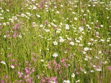 Beyaz leucanthemum, Shasta papatya ve pembe Lychnis viscaria çiçekli çiçek açan doğa manzarası. İlkbahar, nazik doğa. Güneşli bir günde tarlada papatyalar. Seçici odak