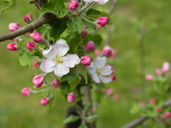 Primer plano hermosa flor macro flor flor de manzana rosa y brote con hojas verdes, fondo bokeh natural, enfoque selectivo —  Fotos de Stock