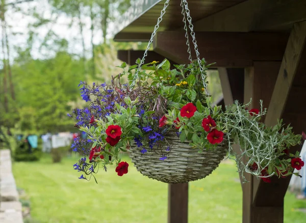 Cesta de mimbre blanca, maceta con flores de colores Petunia, Lobelia y geranio colgando de la pérgola de madera en el jardín de verano —  Fotos de Stock