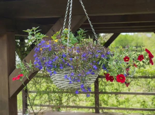 White wicker basket, flower pot with colorful Petunia, Lobelia and geranium flowers hanging from wooden pergola in the summer garden — Stock Photo, Image