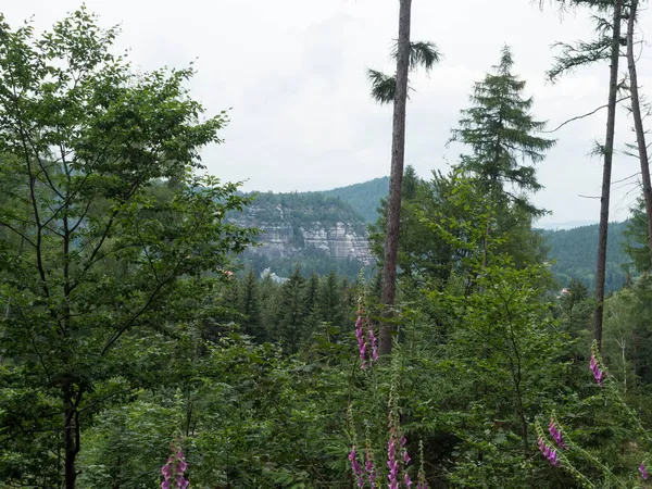 Vue sur le rocher de grès et les arbres avec des fleurs de renard en fleurs à Zittauer Gebirge montagnes près de Oybin, paysage d'été, Allemagne — Photo