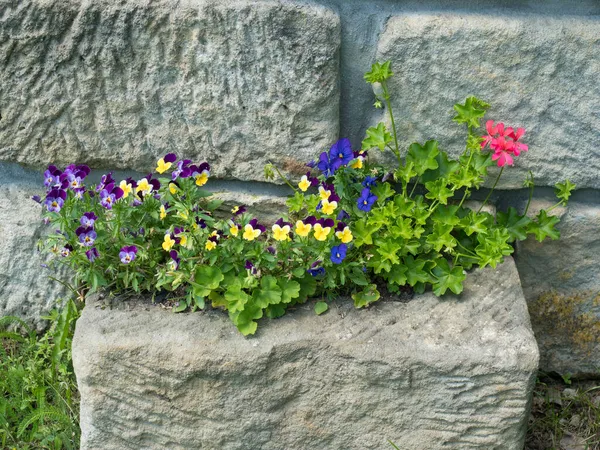 Primer plano de jardín pansy, viola vívida púrpura, violeta, azul y amarillo y flor de primavera de geranio rosa en maceta de flores de arenisca rústica vieja en el fondo de la pared de piedra — Foto de Stock