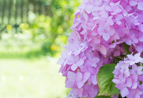 Close up macro of perfect pink lilac Hydrangea flower, Hydrangea macrophylla blooming on blurred green garden bokeh background. Selective focus, copy space — Stock Photo, Image
