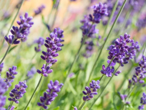 Закрыть Lavandula angustifolia, Levander цветочный узор, букет цветов в цвете, фиолетовый лиловый ароматизированный цветочный завод на зеленом фоне боке, избирательный фокус — стоковое фото