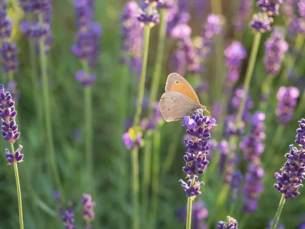 Закрыть Lavandula angustifolia, Levander с маленькой бабочкой, Coenonympha pamphilus. Куча цветов в цвету, фиолетовый лиловый ароматизированный цветочный завод на зеленом боке фоне, избирательный фокус — стоковое фото