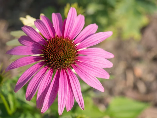 Pembe çiçekli Echinacea Purpurea 'nın doğu mor coneflower bitkisinin yakınında. Bağışıklığı arttırmak için tıbbi çiçek. Seçici odak, üst görünüm — Stok fotoğraf