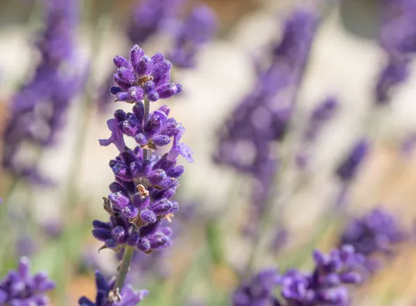 Закрыть Lavandula angustifolia, Levander цветочный узор, букет цветов в цвете, фиолетовый лиловый ароматизированный цветочный завод на зеленом фоне боке, избирательный фокус — стоковое фото