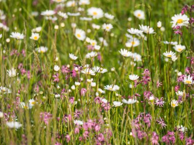 Beyaz leucanthemum, Shasta papatya ve pembe Lychnis viscaria çiçekli çiçek açan doğa manzarası. İlkbahar, nazik doğa. Güneşli bir günde tarlada papatyalar. Seçici odak