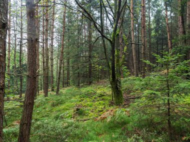 Yoğun yemyeşil yosun ve eğreltiotu ile karışık yaz ormanı, doğal ahşap arka plan, orman manzarası