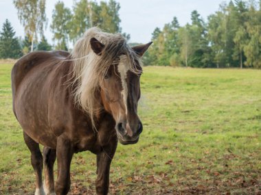 Orman ağacı ve çimen arka planıyla yaz otlağındaki kameraya bakan büyük kahverengi kuyruklu at kafası, seçici odaklanma
