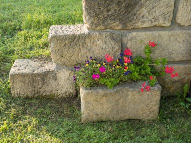 Bahçesinde çiçek açan köylü kumtaşı saksısı, canlı mor, menekşe, mavi ve sarı viyola ve arka planda taş duvar ve çimenlerin üzerinde pembe sardunya çiçeği.