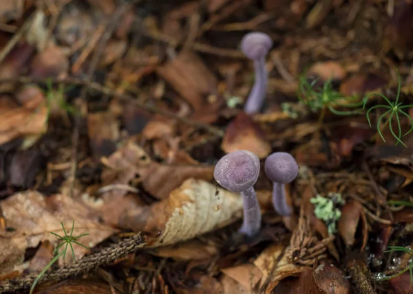 Gros plan Clitocybe nuda ou Lepista nuda, communément du bois soufflé. Trois petits champignons lilas violets sur un sol forestier atumn flou. Champignon comestible rare. Concentration sélective, peu profonde DOF. — Photo