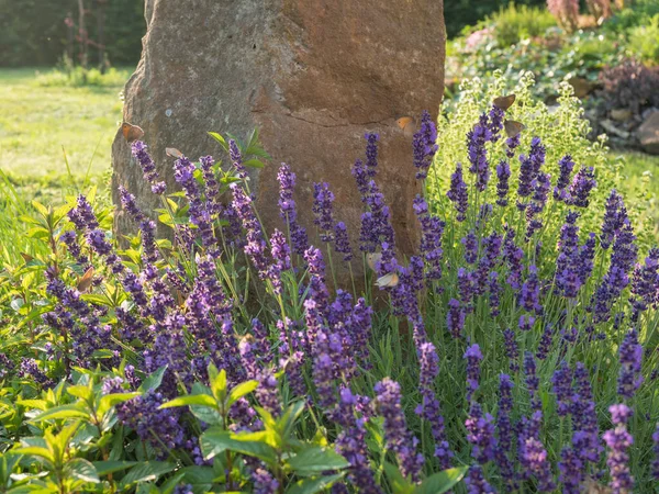 Lavandula angustifolia florescente, Levander no canteiro de flores com pequenas borboletas de saúde. Roxo lilás arbusto florido perfumado com pedra e grama no fundo, foco seletivo — Fotografia de Stock