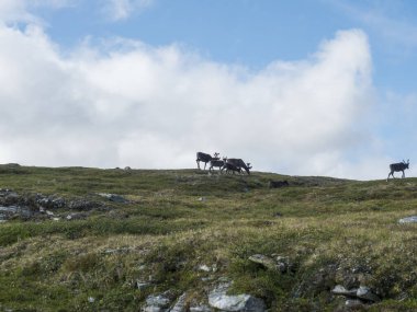 Bir grup ren geyiği Kuzey Kutbu tundralarında, tepelerde ve kayalarda otluyor. İsveç 'in kuzeyindeki Laponya, İskandinavya' da doğal ortamdaki ren geyikleri. Yaz günü