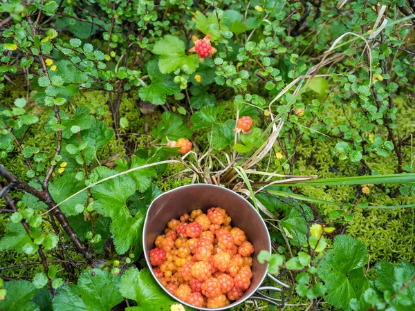 Close up titanium travel mug full of ripe orange yellow cloudberry, Rubus chamaemorus. Macro fresh wild berry in the natural habitat of artic forest swamp and moss. Picking berries at Swedish Lapland